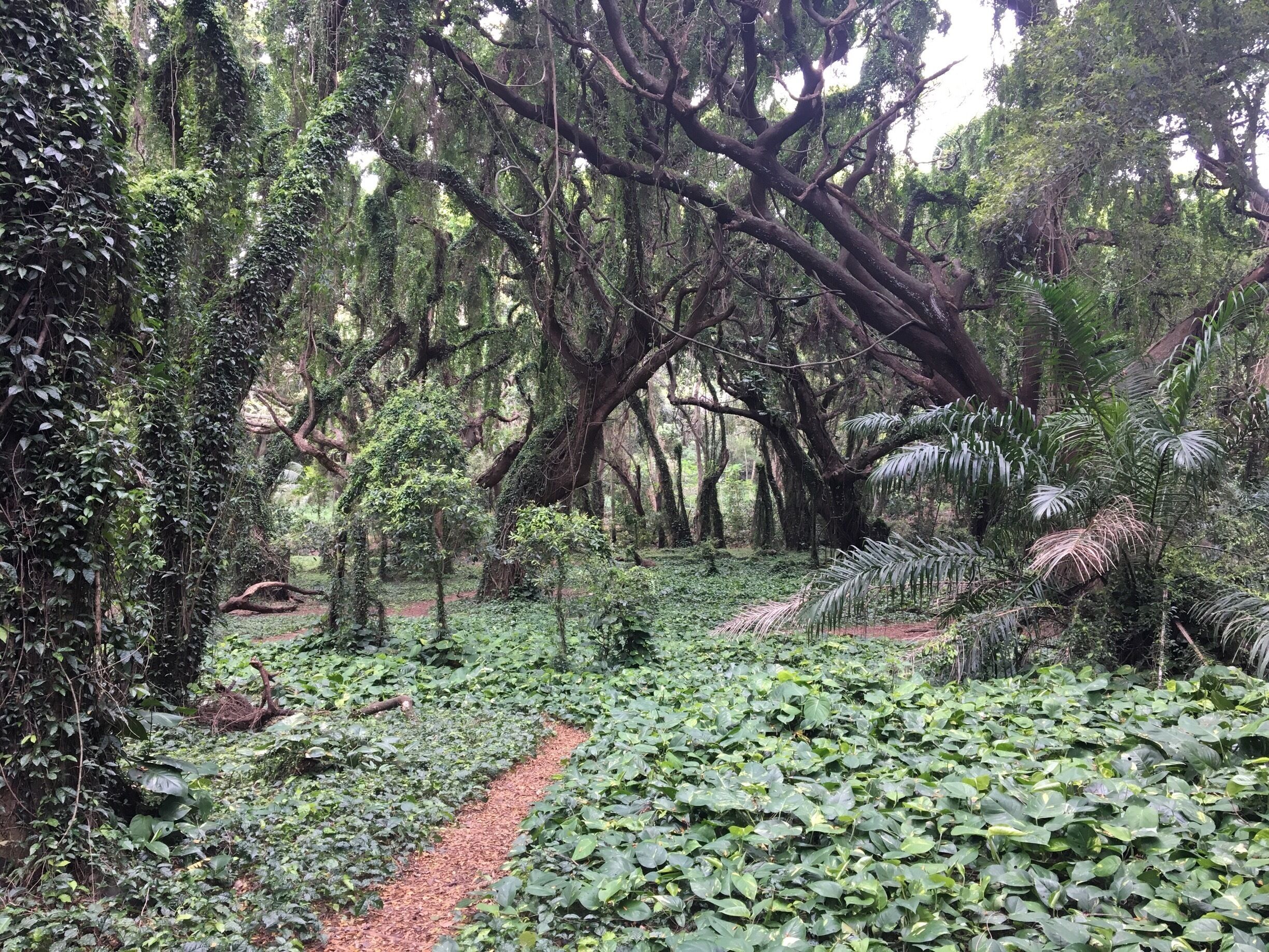 Do you want to experience Tarzan story? Have some anti mosquito spray with you!