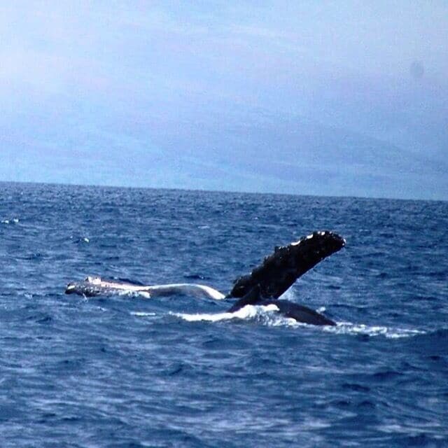 Awesome Whale Watch with Trilogy. The boat picks up right on Ka'anapali beach. They have great Sail and Snorkel tours as well.