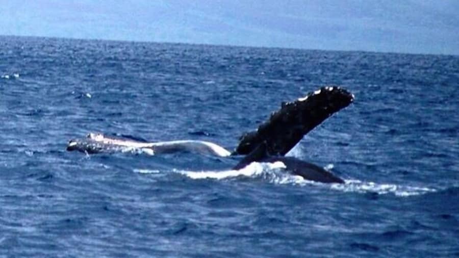 Awesome Whale Watch with Trilogy. The boat picks up right on Ka'anapali beach. They have great Sail and Snorkel tours as well.