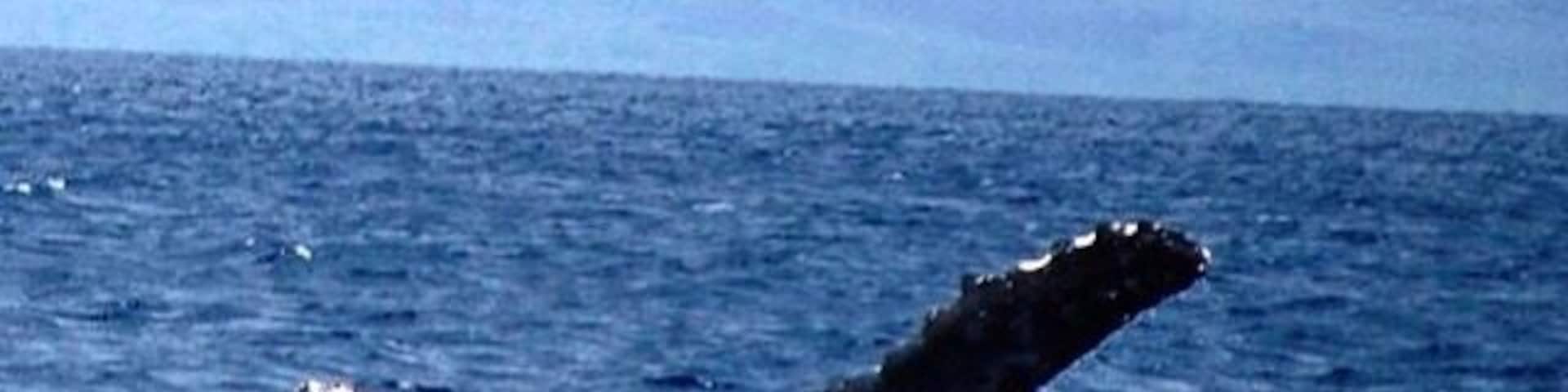 Awesome Whale Watch with Trilogy.  The boat picks up right on Ka'anapali beach.  They have great Sail and Snorkel tours as well.