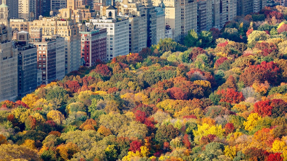 Brilliant fall colors of Central Park foliage in late afternoon. Aerial view toward Central Park West. Upper West Side, Manhattan, New York City