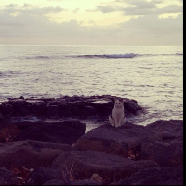 Kaka'ako park: home to heroic looking ocean cats.  There is a little colony of ferals that lives in the rocks of the park