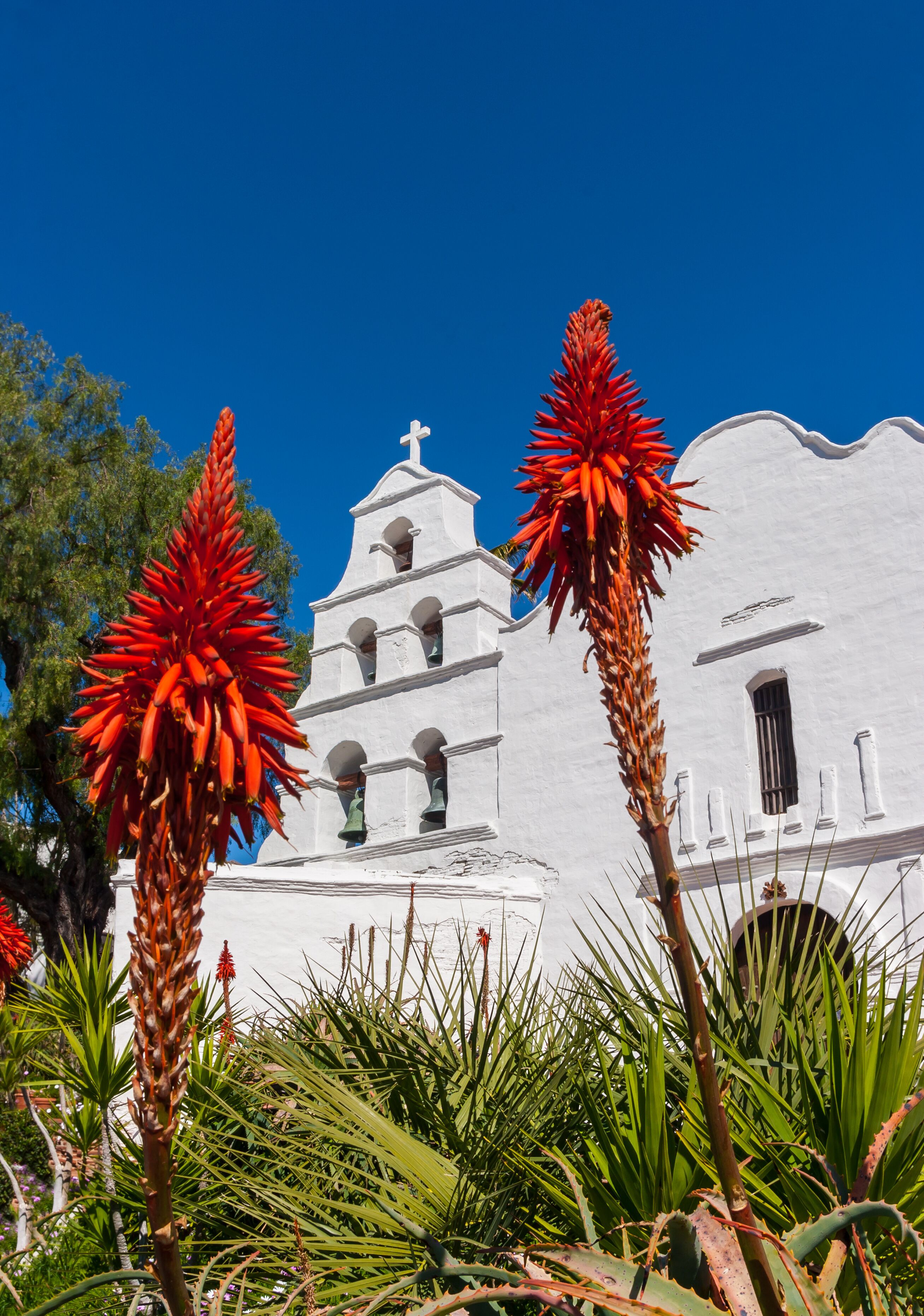 Red Flowers From Agave Cactus at Mission San Diego de Alcala ,San Diego,California, USA
