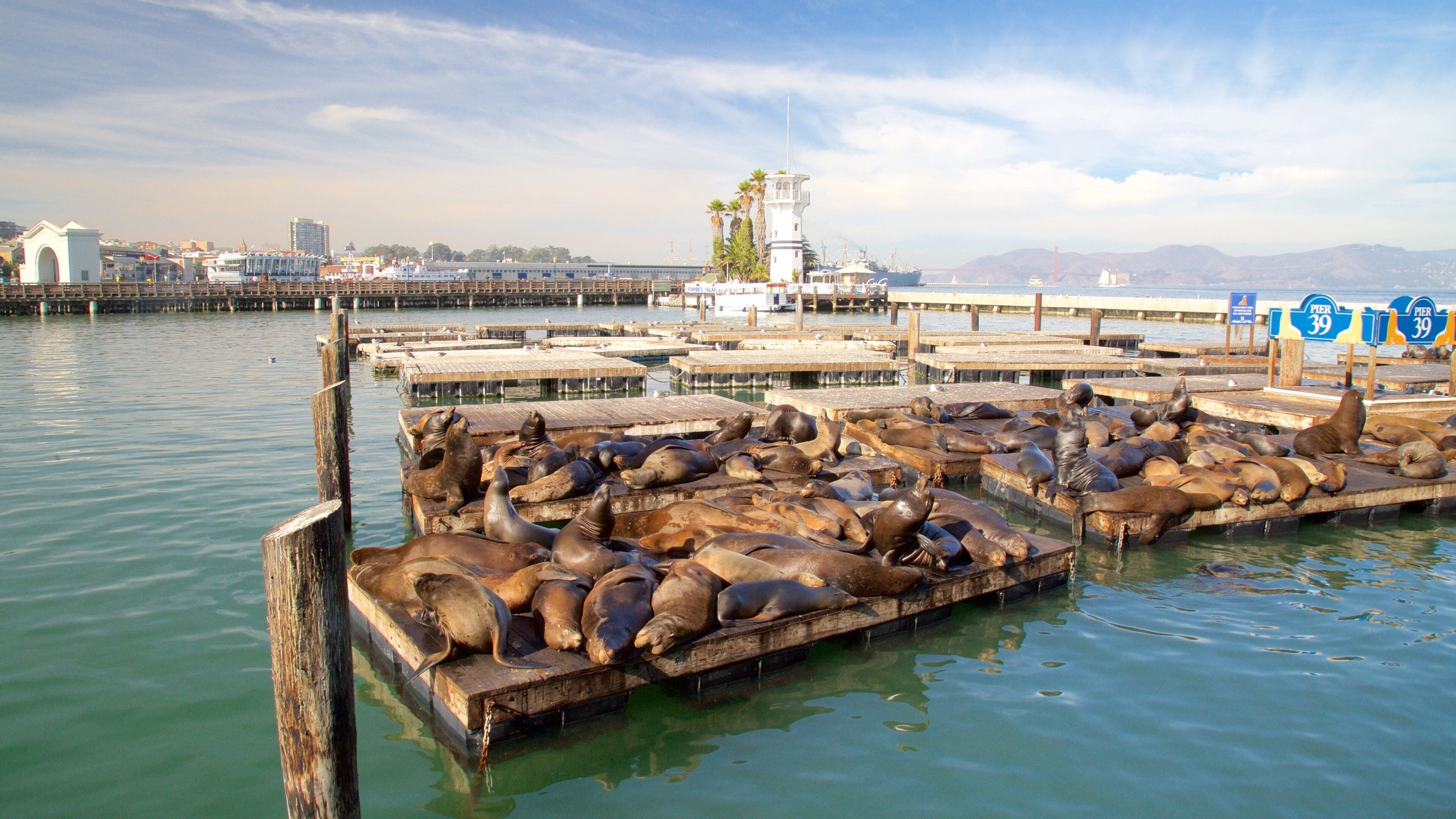 Fisherman\'s Wharf featuring marine life and a marina