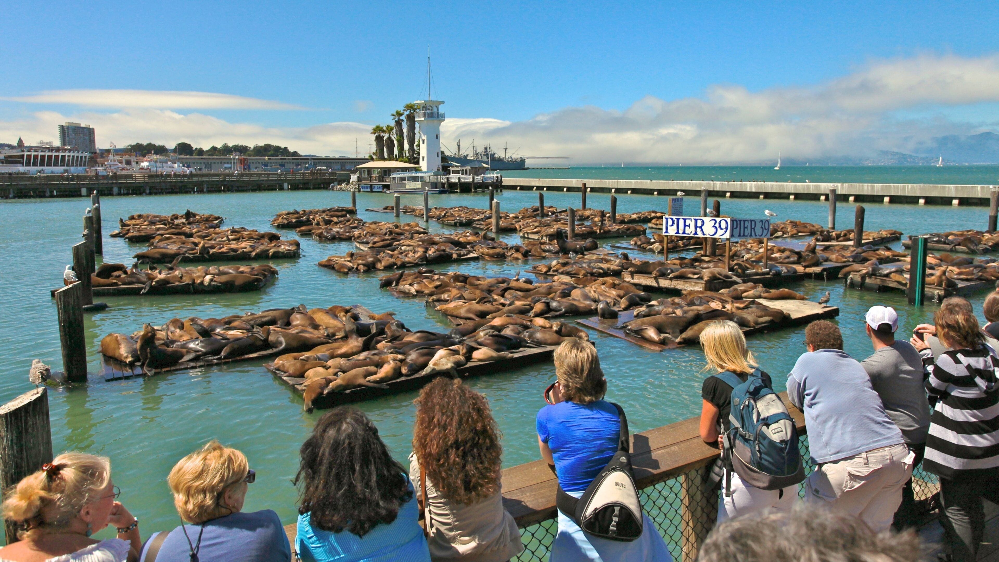 Sea lions basking in sunlight at Pier 39 in Fisherman's Wharf, San Francisco, California