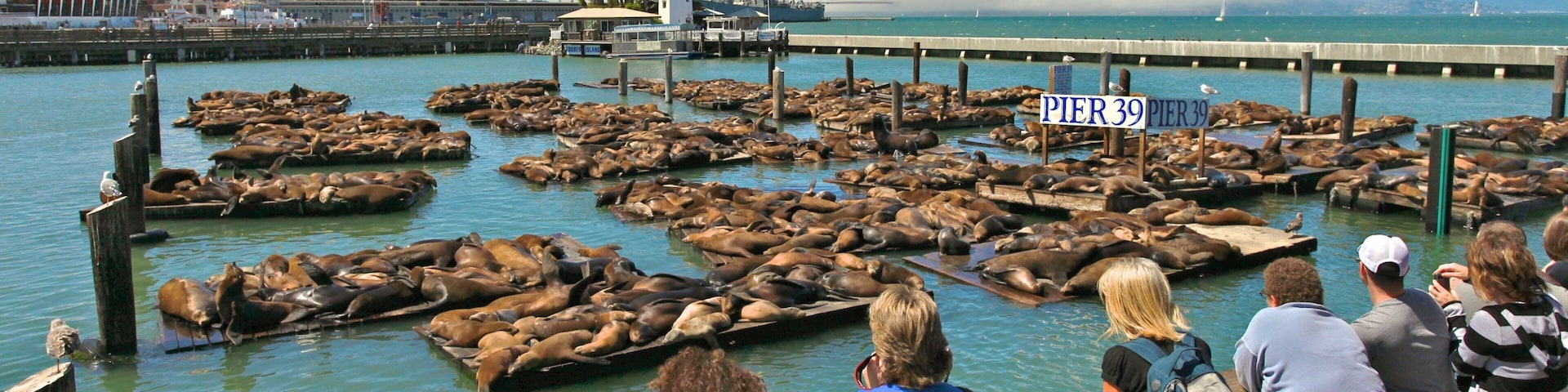 Um cais com um grande número de lobos-marinhos descansando em plataformas flutuantes.