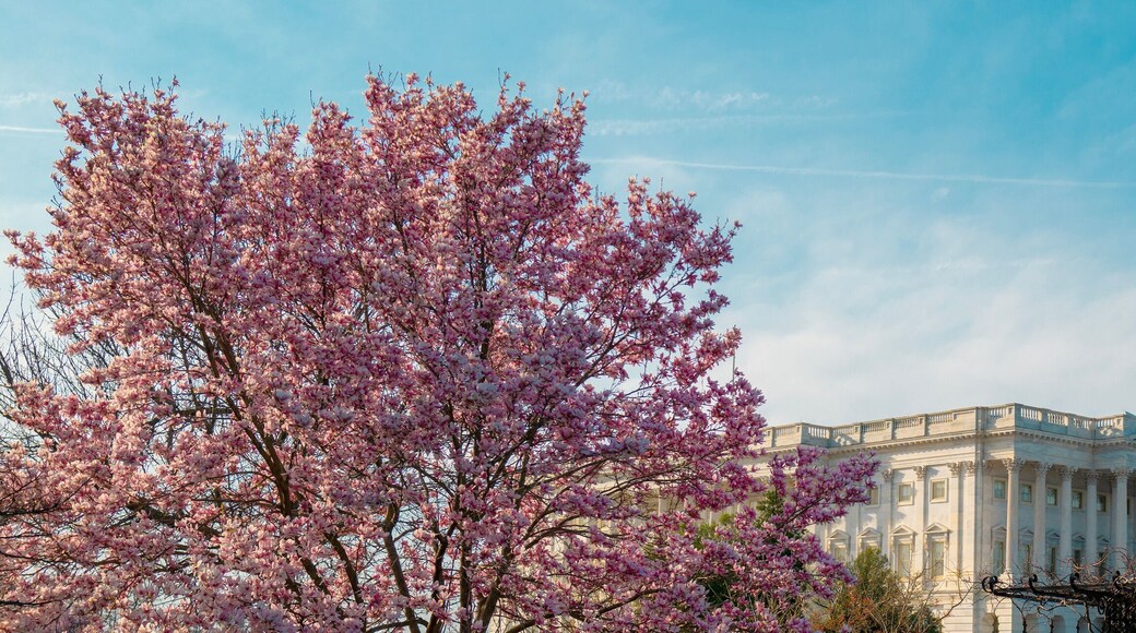The United States Capitol building with cherry blossoms in the foreground.