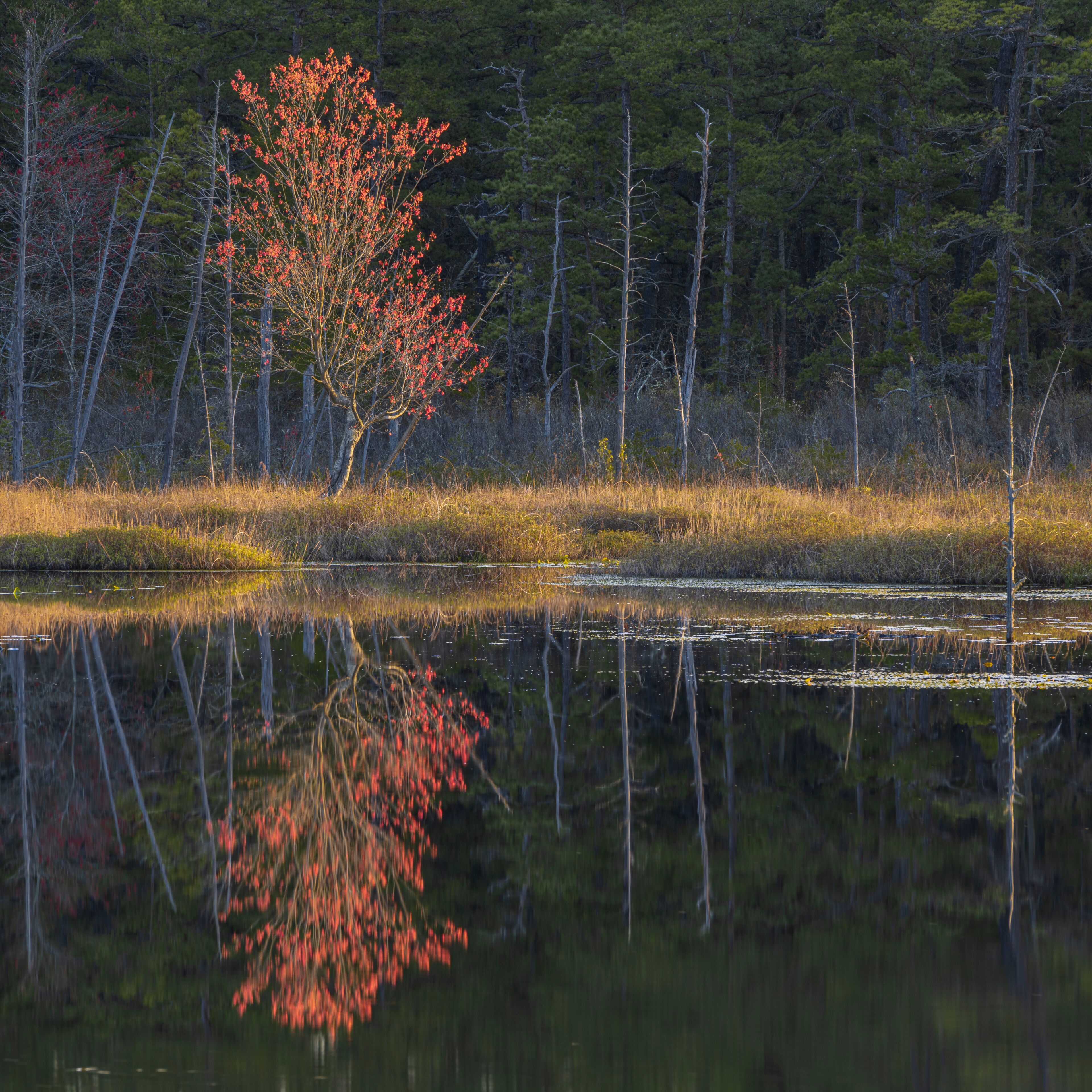 A calm lake with a tree reflecting in the water, surrounded by a forest of pine trees.