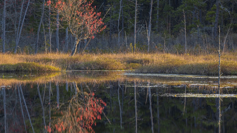 A calm lake with a tree reflecting in the water, surrounded by a forest of pine trees.
