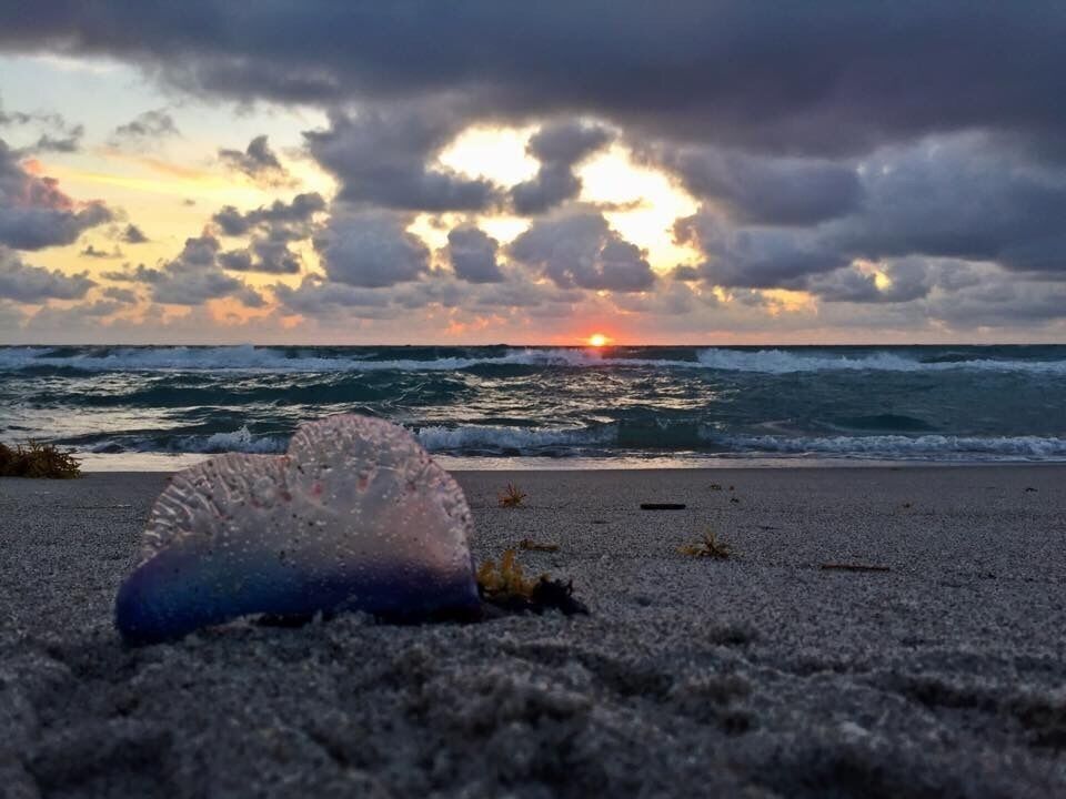 Walking along the beach in the morning and noticed a man-o-war jellyfish. Made for a pretty cool pic. Carlin Park is a perfect place to watch the sunrise or take a walk after a long day at work.