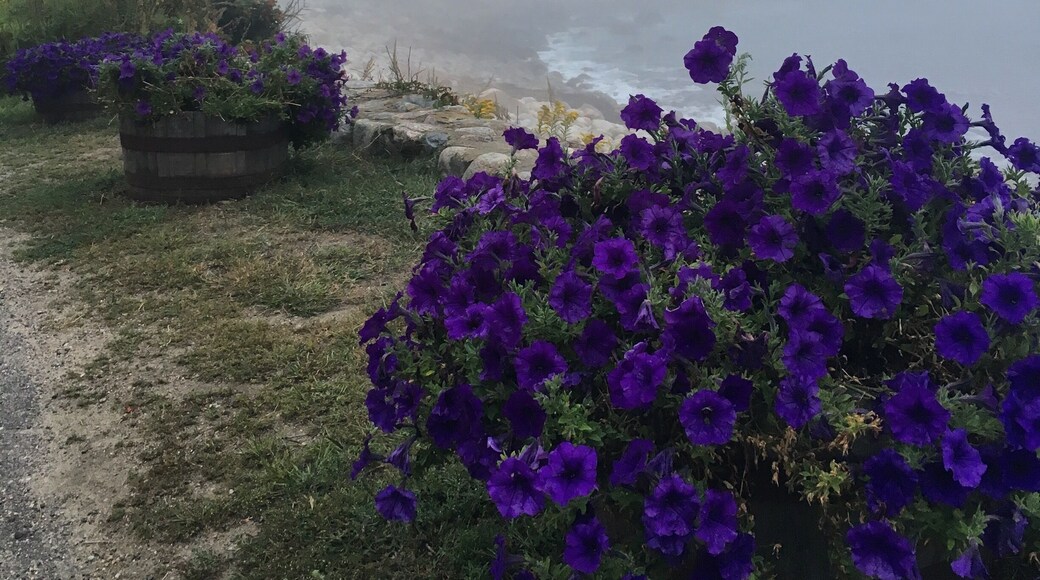 Beautiful place to walk and enjoy the views. This foggy noon created the atmosphere of an unreal world.