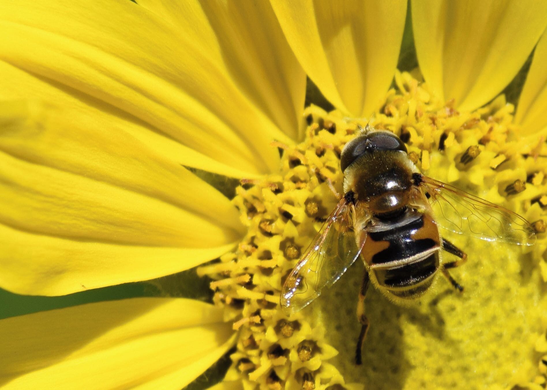 This state park is a cool 45 minute drive from central Denver. It's my default for an easy day hike. Options include panoramic views, wildflower trails, streams, and an historic miner's cabin.