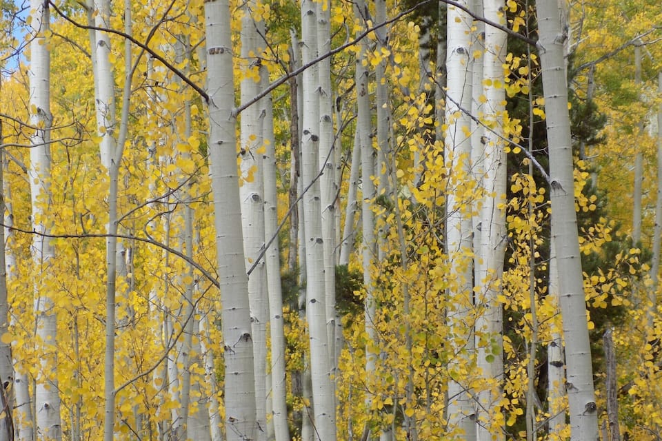 A forest of birch trees with yellow leaves.