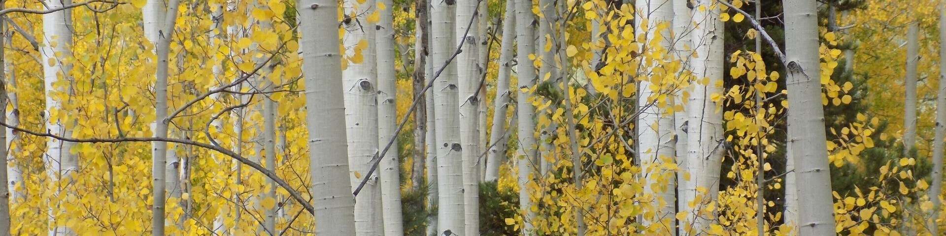 Golden leaves light up an aspen forest in the northwestern section of the park.