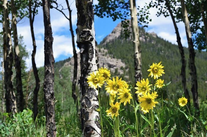 Une forêt de bouleaux parsemée de fleurs jaunes.