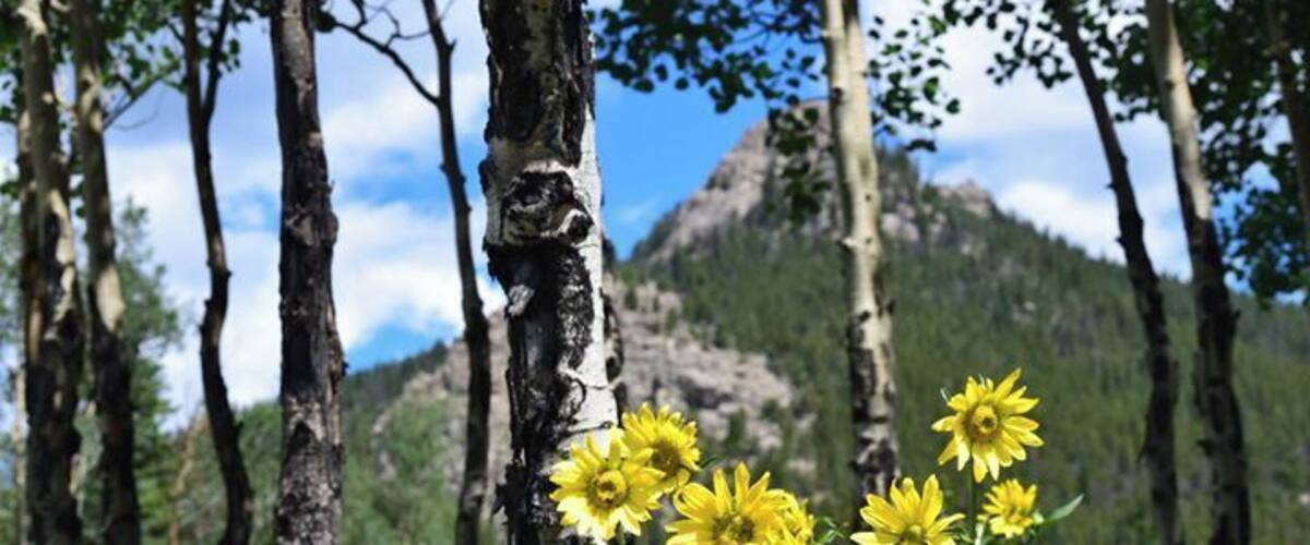 Une forêt de bouleaux parsemée de fleurs jaunes.