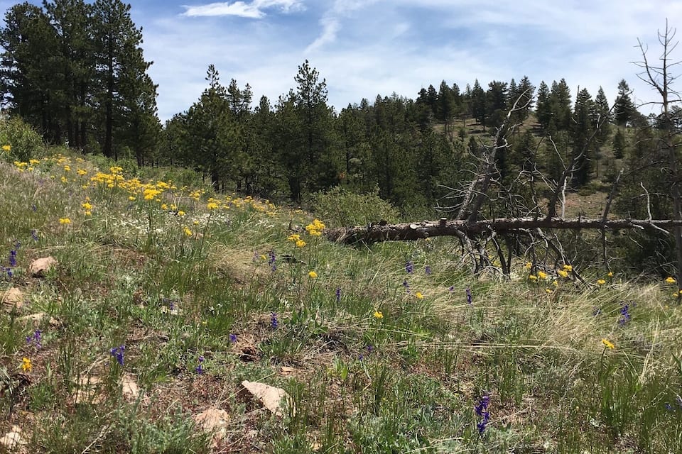 Un champ verdoyant parsemé de fleurs jaunes et de fleurs violettes, entouré d’arbres.