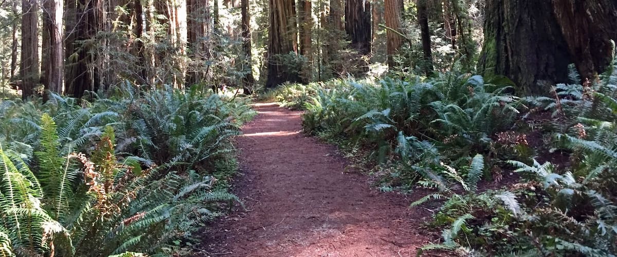 A forest path surrounded by tall trees and ferns.