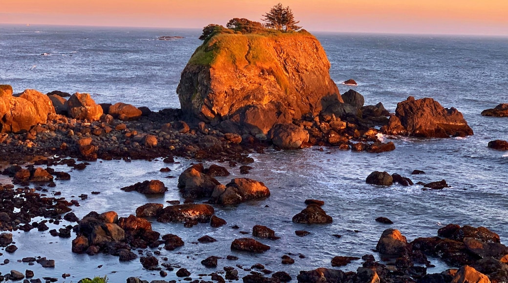 Cool tree growing on rock on the coast, crescent city, Ca