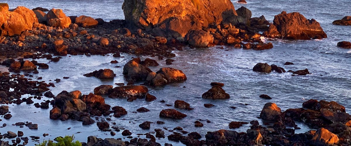 Cool tree growing on rock on the coast, crescent city, Ca