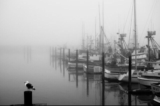 Crescent City, California marina in the early evening fog.