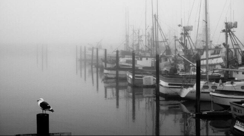 Crescent City, California marina in the early evening fog.