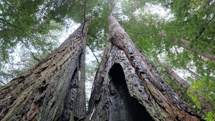 Evidence of fires past in this stand of redwoods in Jedidiah Smith State Park.