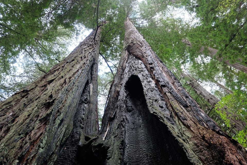 A tall tree with a hollow trunk and a large canopy of green leaves.