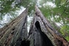 Evidence of fires past in this stand of redwoods in Jedidiah Smith State Park.