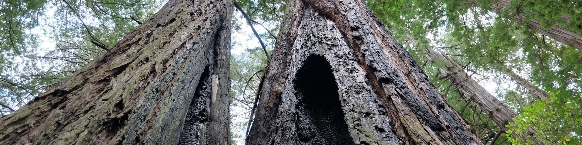 Evidence of fires past in this stand of redwoods in Jedidiah Smith State Park.