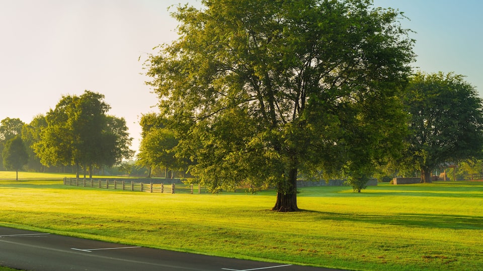 Morning in the park