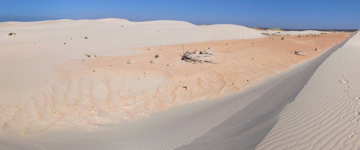A vast desert landscape with sand dunes and sparse vegetation.
