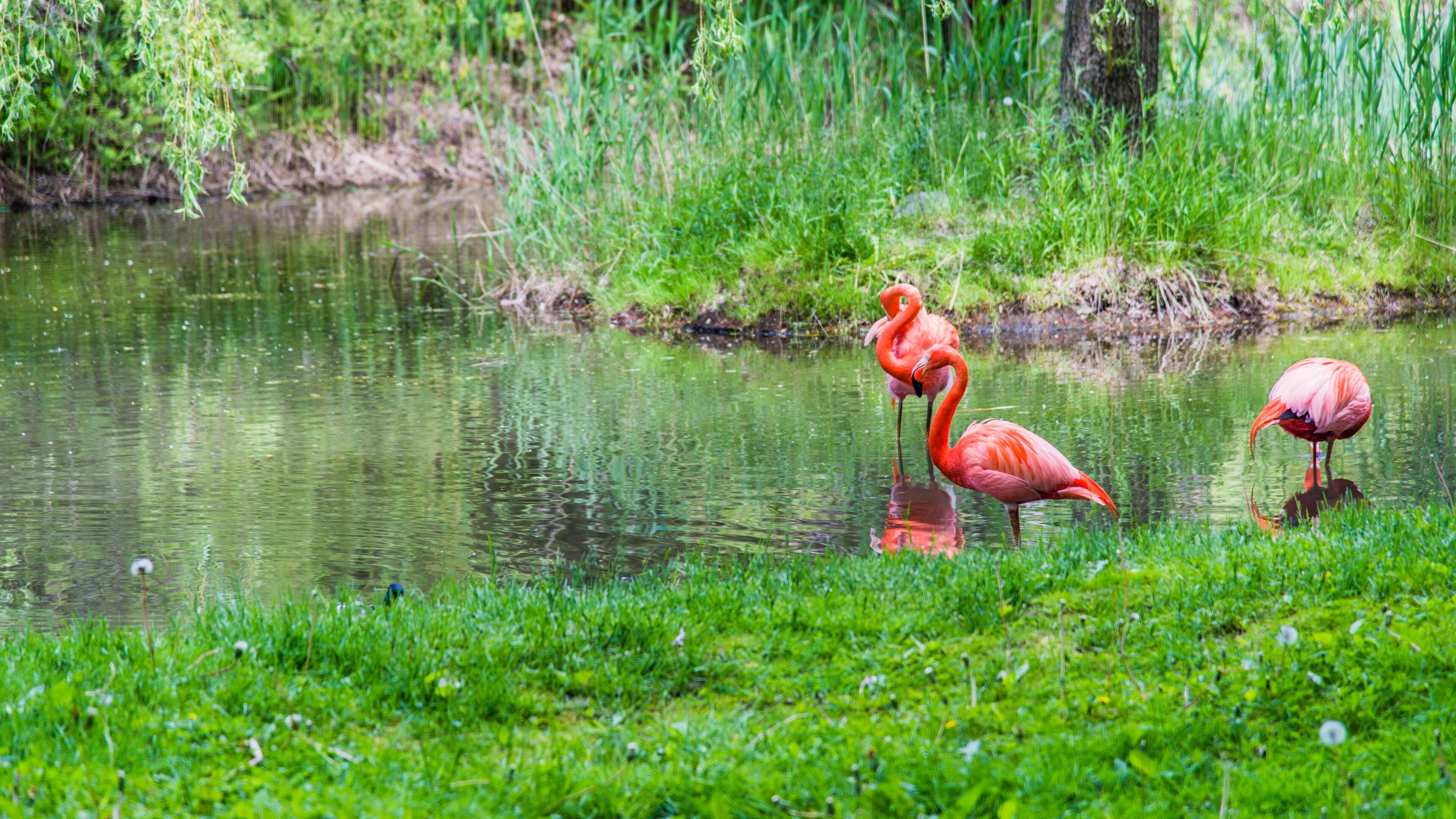 Granby, Canada - June 8 2019: Flamingo in Granby Zoo