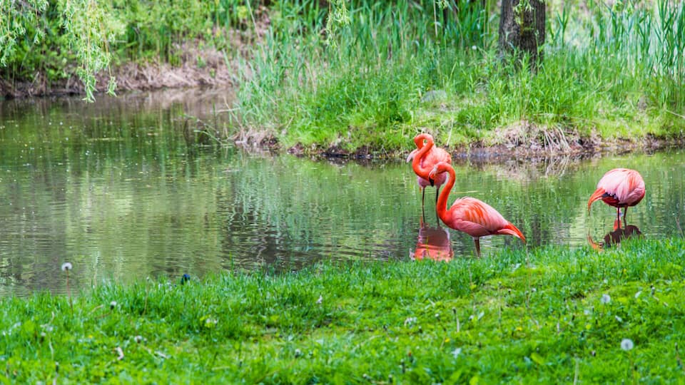 Two flamingos standing in a pond surrounded by green grass and reeds.