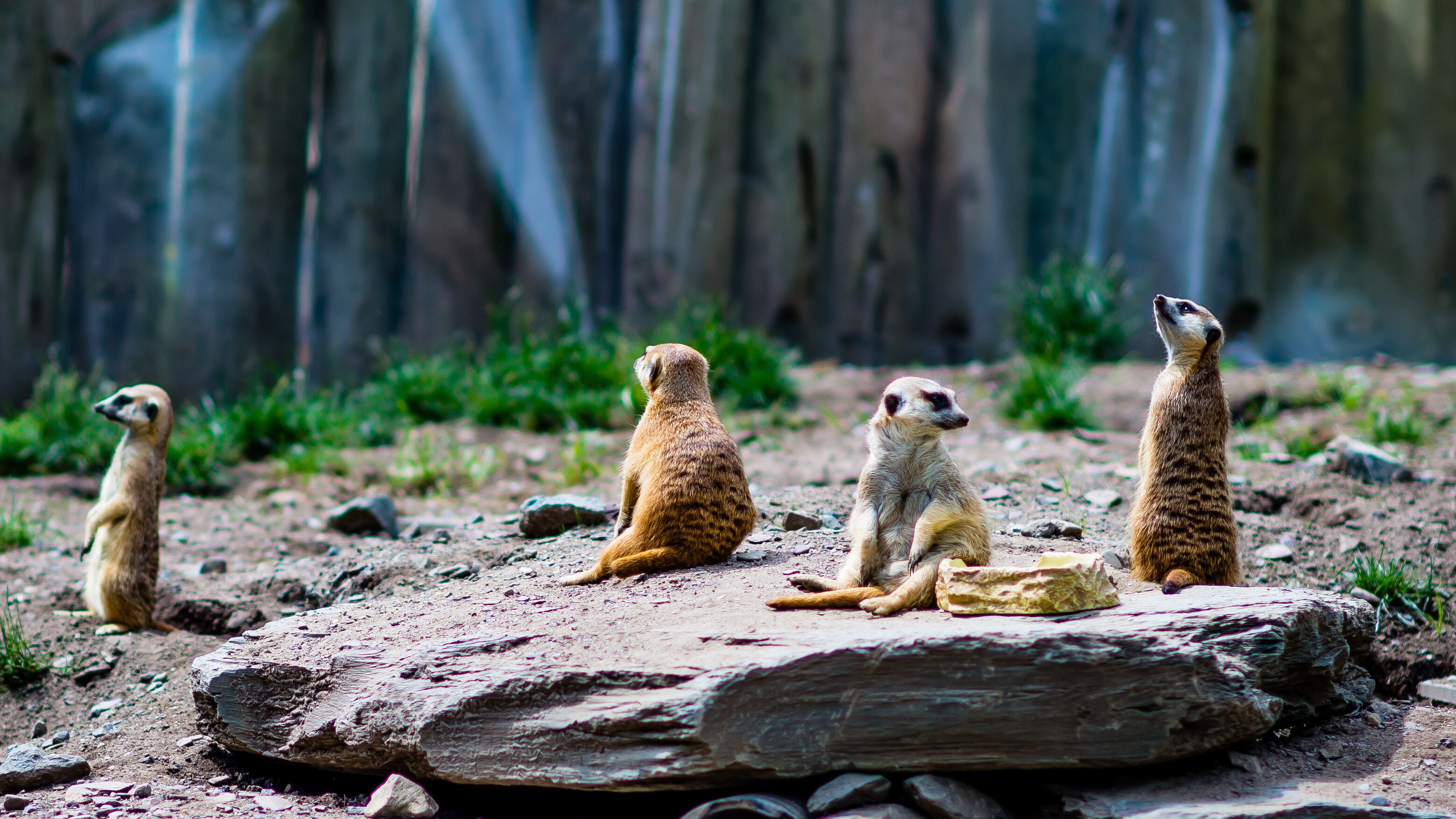 Meerkats sitting on a rock with a forested background.