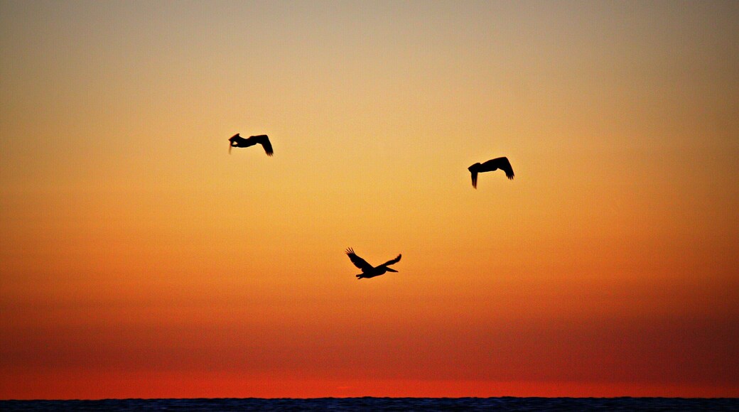 St. Andrews State Park may not be much of a secret but did you know that you can catch the sunrise on one side of the #beach and the sunset on the other? Pretty cool! And with some luck you can even get the pelicans to make you a smiley face.