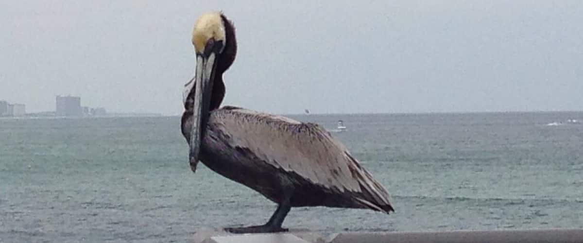 Pelican patiently waits for some fish scraps from the user of a man cleaning his fish. There are 2 piers in Panama and both cost $3 to walk them. The one closest to Pier Park is further out into the Gulf so it's more worth it if you can only do 1 pier. They do stamp your hand so you can go on and off it all day. On the pier a lot of people fish so watch for them hooks. From what I was told to fish in Florida you need a salt water and a fresh water licence in order to fish in the different waters. There are also signs posted on the pier about how to handle a situation if sea turtles get caught.