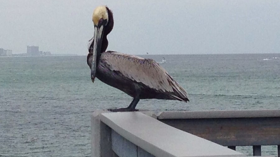 Pelican patiently waits for some fish scraps from the user of a man cleaning his fish. There are 2 piers in Panama and both cost $3 to walk them. The one closest to Pier Park is further out into the Gulf so it's more worth it if you can only do 1 pier. They do stamp your hand so you can go on and off it all day. On the pier a lot of people fish so watch for them hooks. From what I was told to fish in Florida you need a salt water and a fresh water licence in order to fish in the different waters. There are also signs posted on the pier about how to handle a situation if sea turtles get caught.