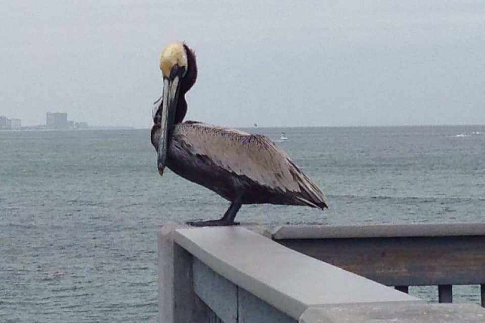 A pelican perched on a concrete ledge by the water.