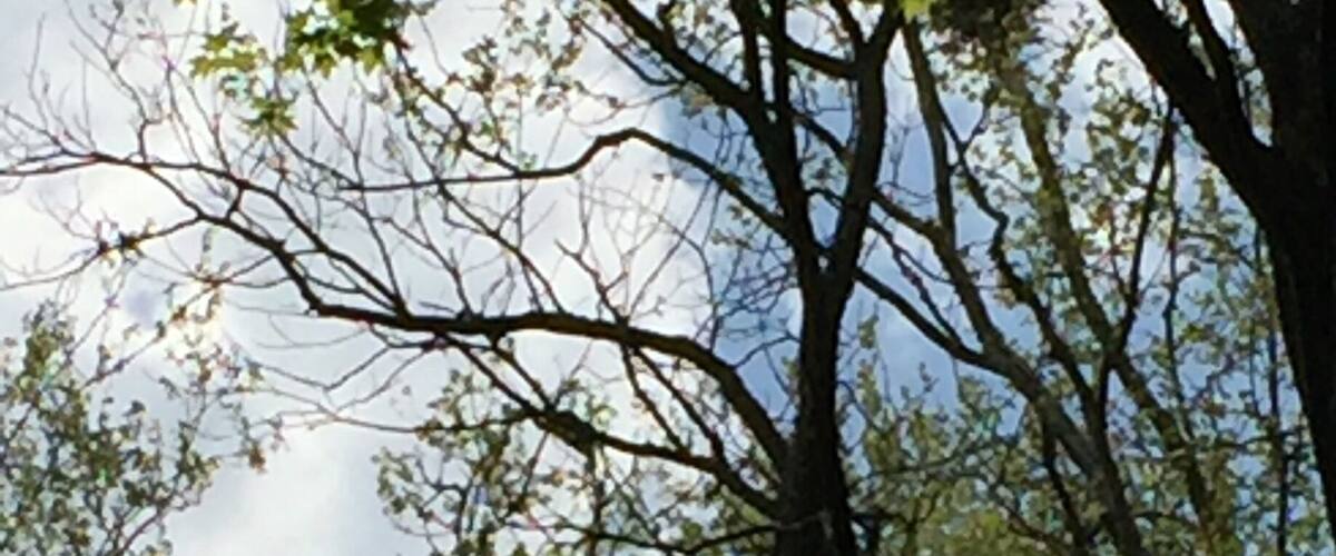 Successful birding day when we found a blue heron rookery. About 22 nests with loud little babies.