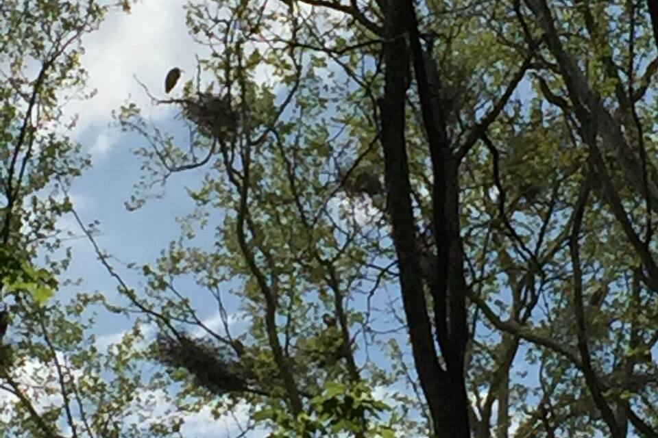 A tree with green leaves and a nest in its branches.
