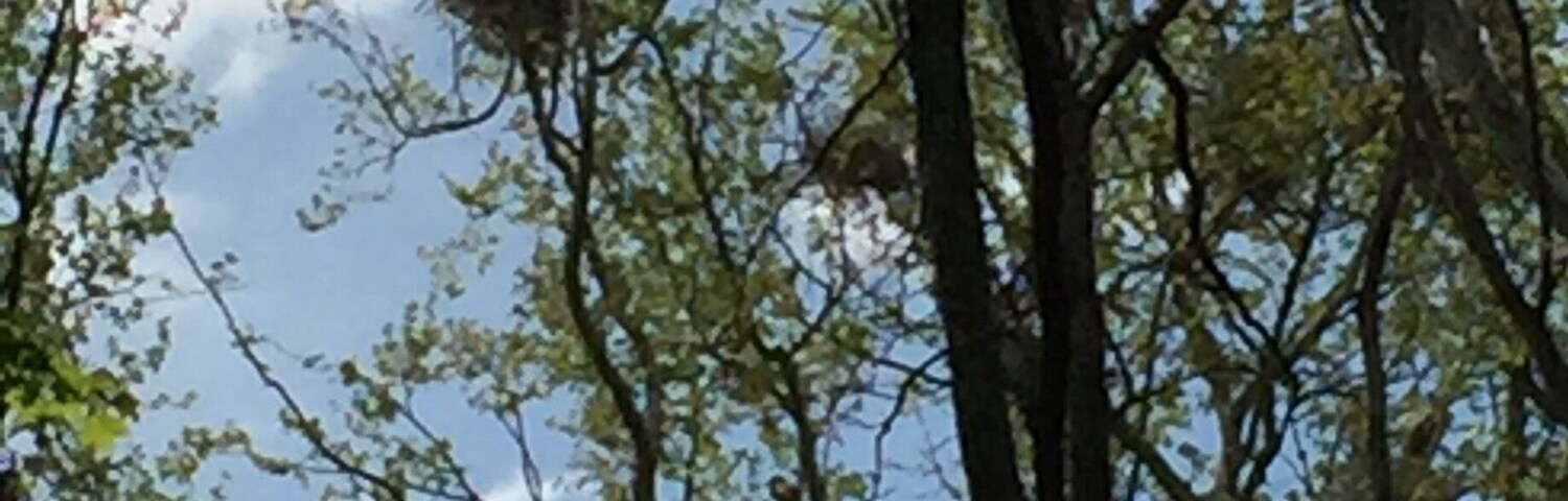 Successful birding day when we found a blue heron rookery. About 22 nests with loud little babies.