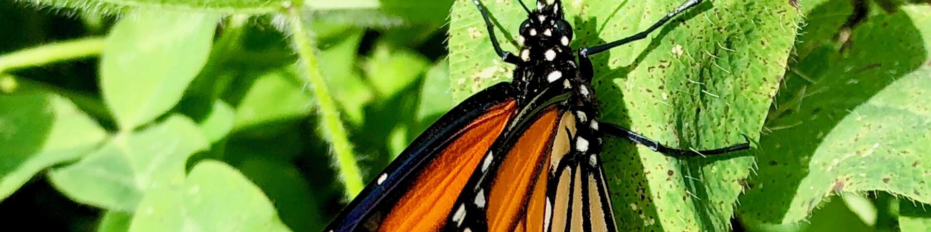 Hello Beautiful. Newly hatched monarch drying his wings.