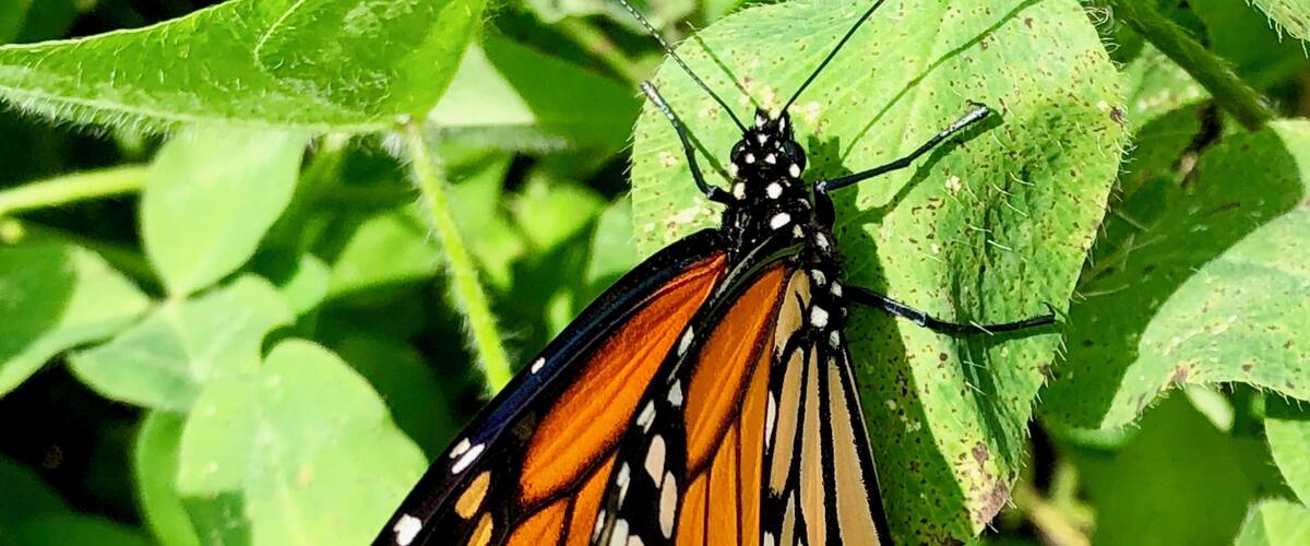 A monarch butterfly with orange wings and black and white spots resting on a green leaf.