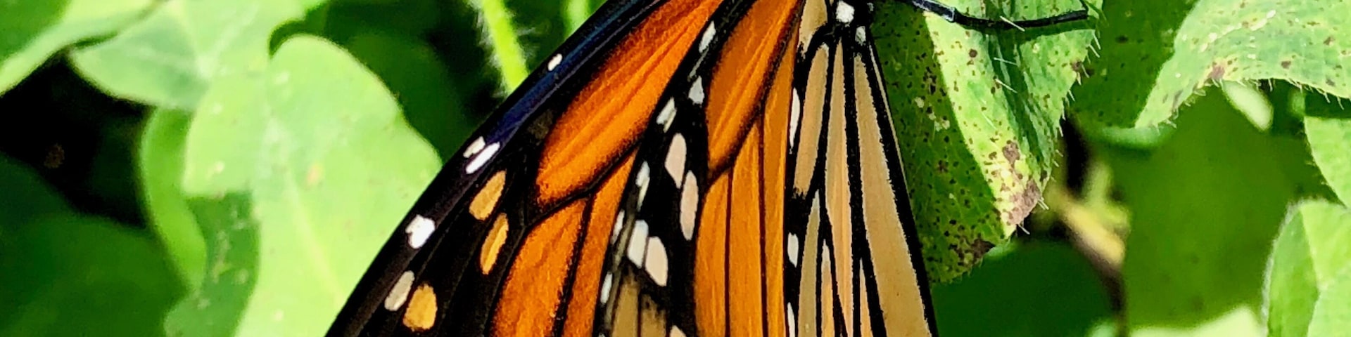 A monarch butterfly with orange wings and black and white spots resting on a green leaf.