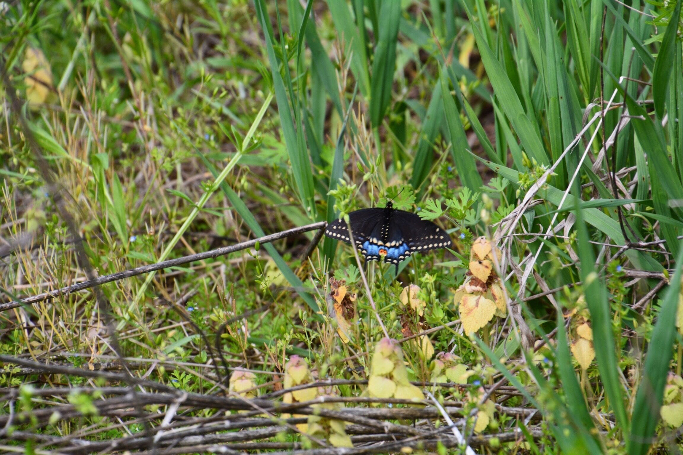 A black butterfly with blue spots resting on green foliage.