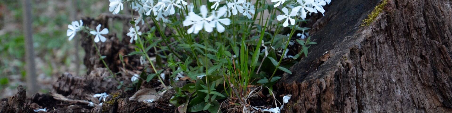 A cluster of white flowers growing from a tree stump in a forest.