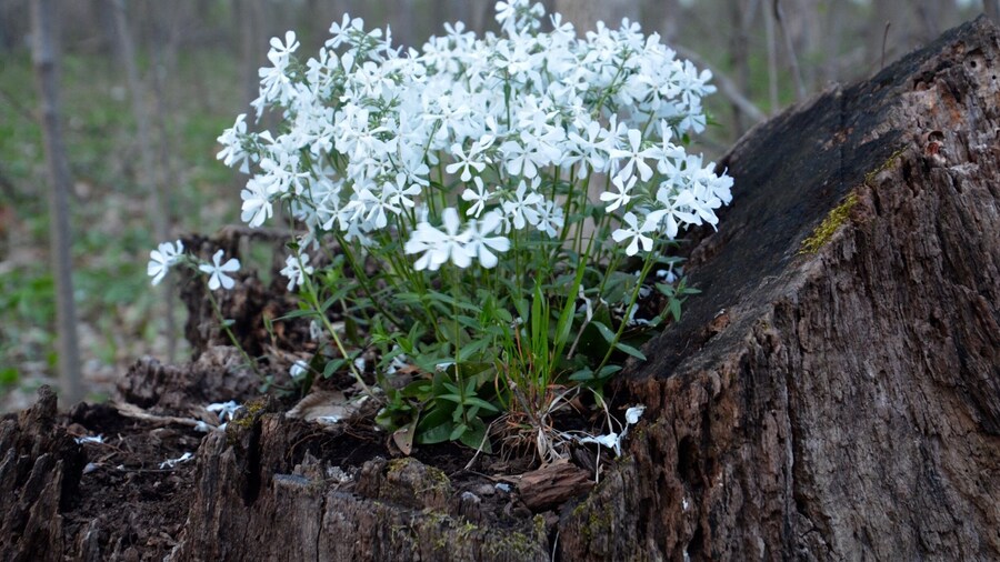 You never know what surprises nature has in store for you.