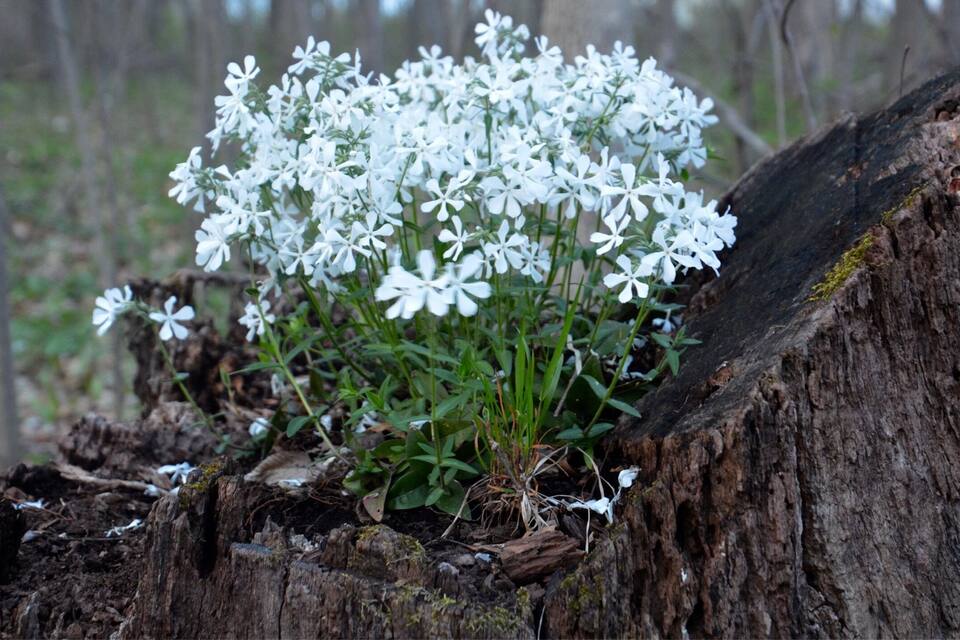Un gruppo di fiori bianchi che crescono da un ceppo d'albero in una foresta.