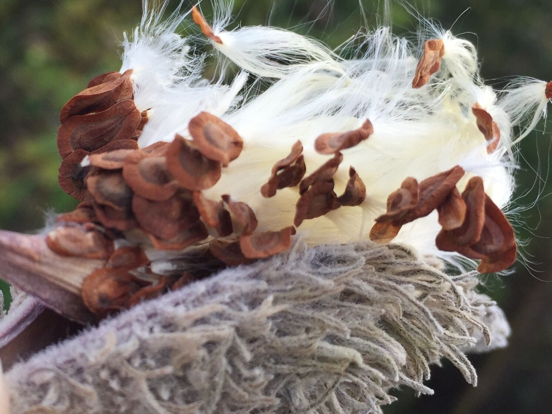 It's that time of the year when the milkweeds open up and the seeds start to fly. Future protein for next years monarch butterflies. 